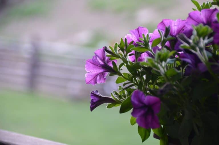 hotel – flowers, May2016 (Cicmany)