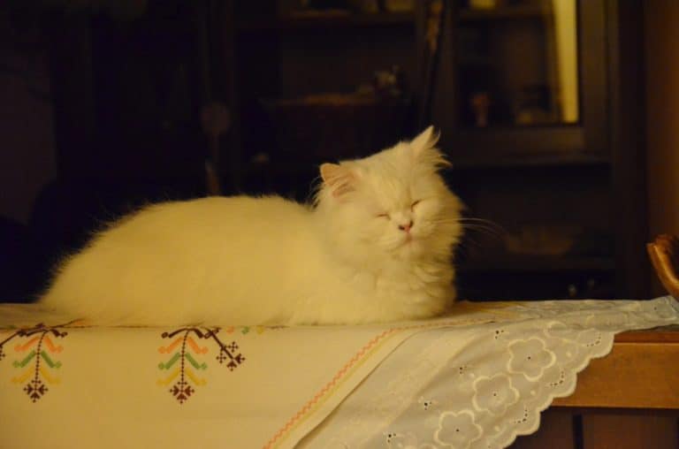 hotel – cat, May2016 (Cicmany)