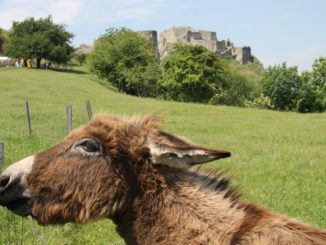 Devin castle – goats, May2016