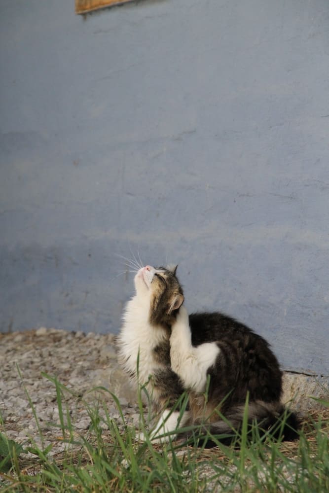 the cat, May2016 (Vlkolínec)