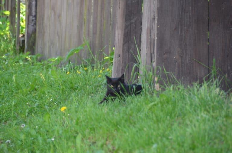 black cat, May2016 (Vlkolínec)