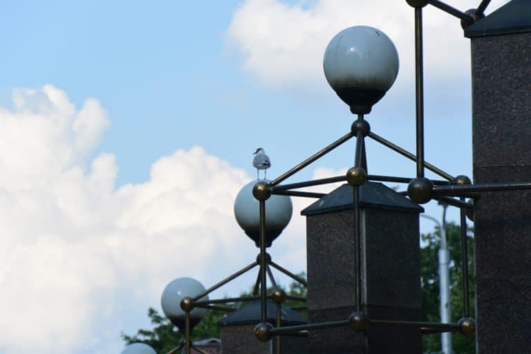 town – seagull, July 2016 (Riga)