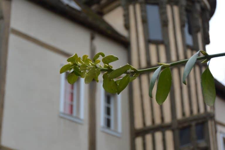 old town – leaves, Mar.2015 (Chartres)