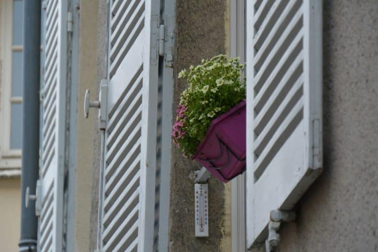 old town – plants on the window, Mar.2015 (Chartres)
