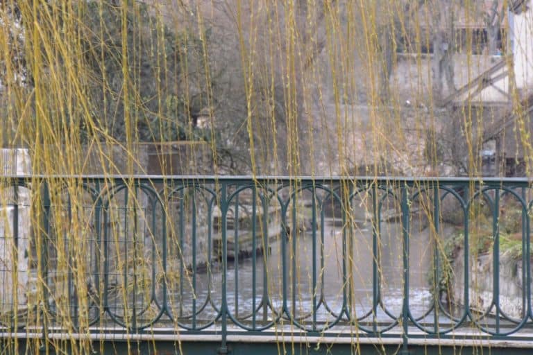old town – willow, Mar.2015 (Chartres)
