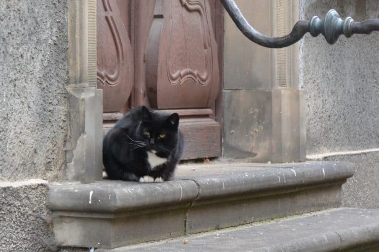 main town – cat, Oct.2015 (Gdansk)