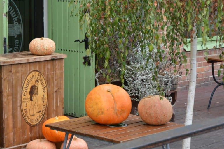 along the river – pumpkins, Oct.2015 (Gdansk)