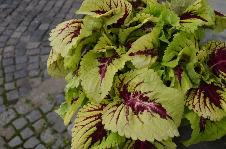Poland, Gdansk – plant, Aug.2016 (Gdansk)