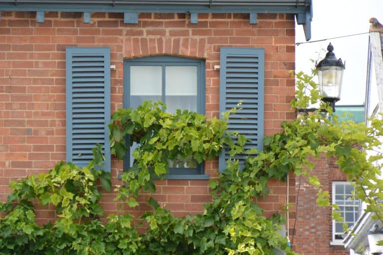 England, Topsham – ivy, Aug.2016 (Topsham)