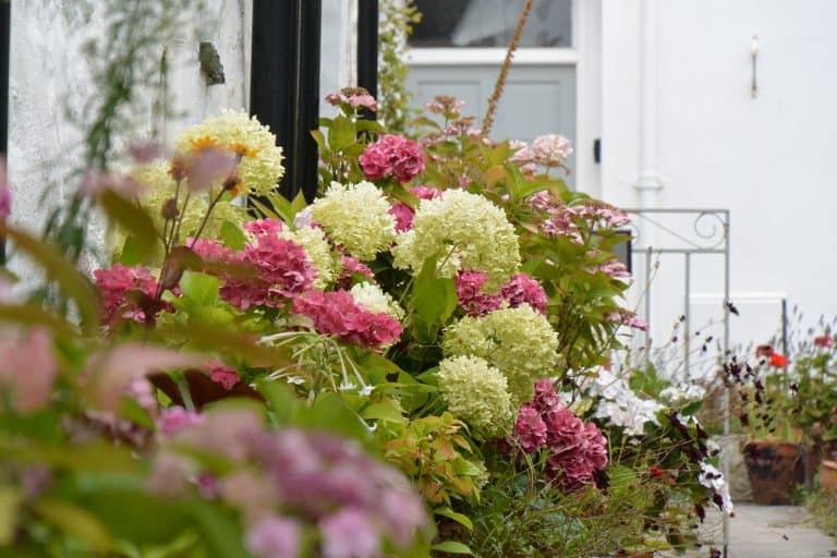 England, Topsham – flowers, Aug.2016 (Topsham)