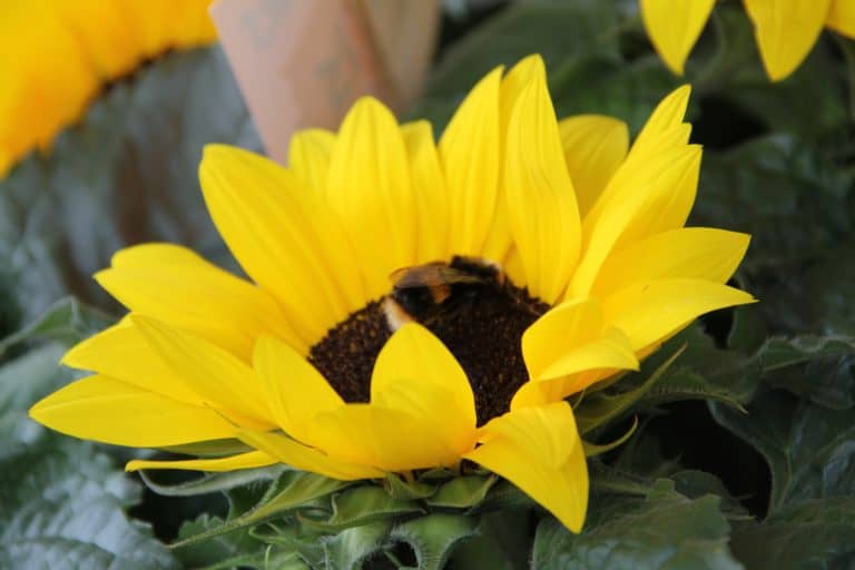 England, Topsham – yellow, Aug.2016 (Topsham)