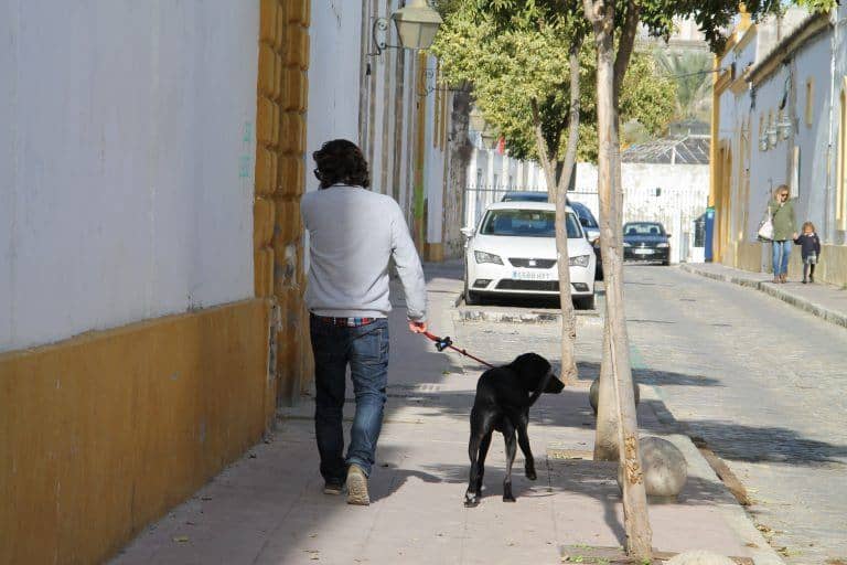 ヘレス・デ・ラ・フロンテーラー犬の散歩 2016年11月 (Andalucía) (Jerez de la Frontera)