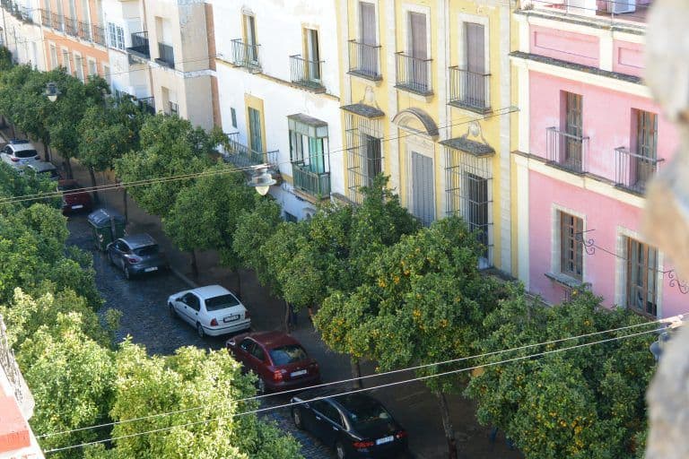 Jerez de la Frontera (51) (Jerez de la Frontera) (Andalusia)