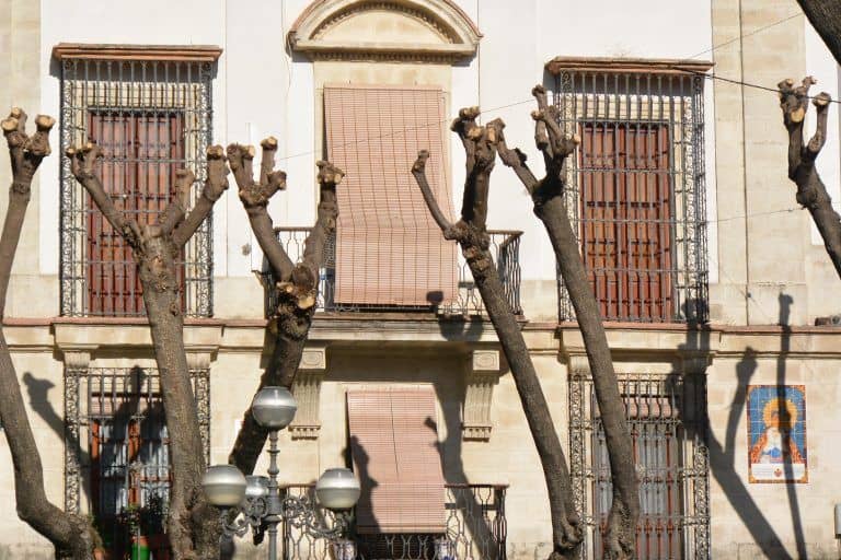 Jerez de la Frontera (55) (Jerez de la Frontera) (Andalusia)