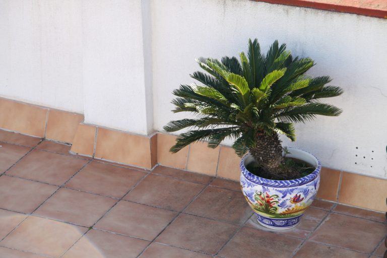 Jerez de la Frontera, Alcazar – pot, Nov.2016 (Andalucía) (Jerez de la Frontera)