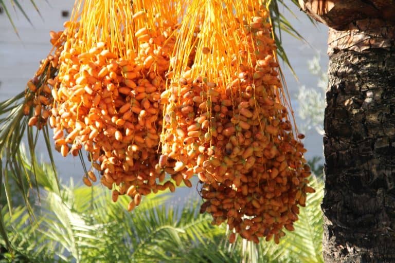 Jerez de la Frontera, Alcazar – fruites, Nov.2016 (Andalucía) (Jerez de la Frontera)