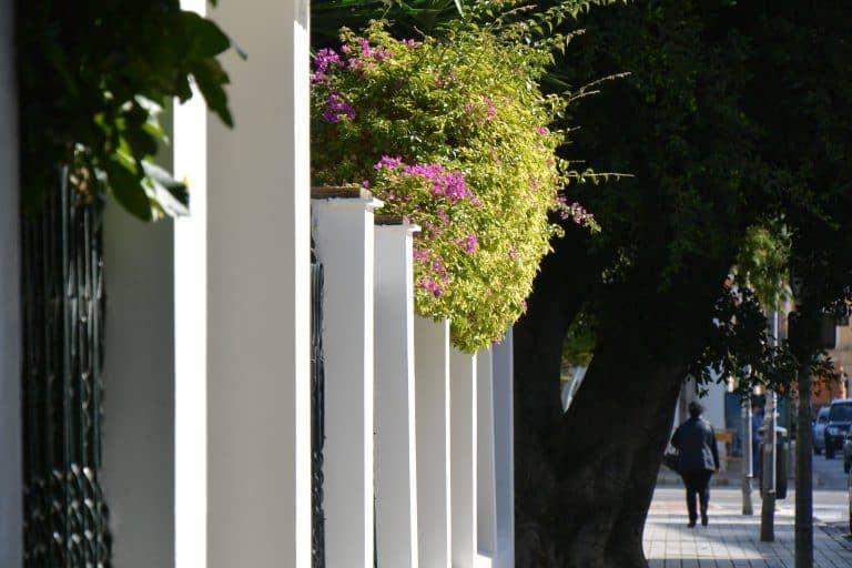 Jerez de la Frontera – flowers over the fence, Nov.2016 (Andalucía) (Jerez de la Frontera)