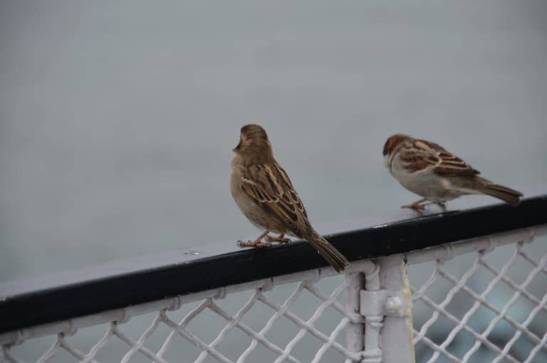 New York – sparrows on the boat, Sept.2016 (Nueva York)