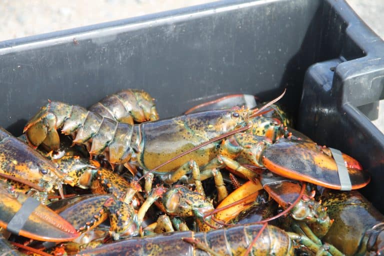 Lobsters in Rockport