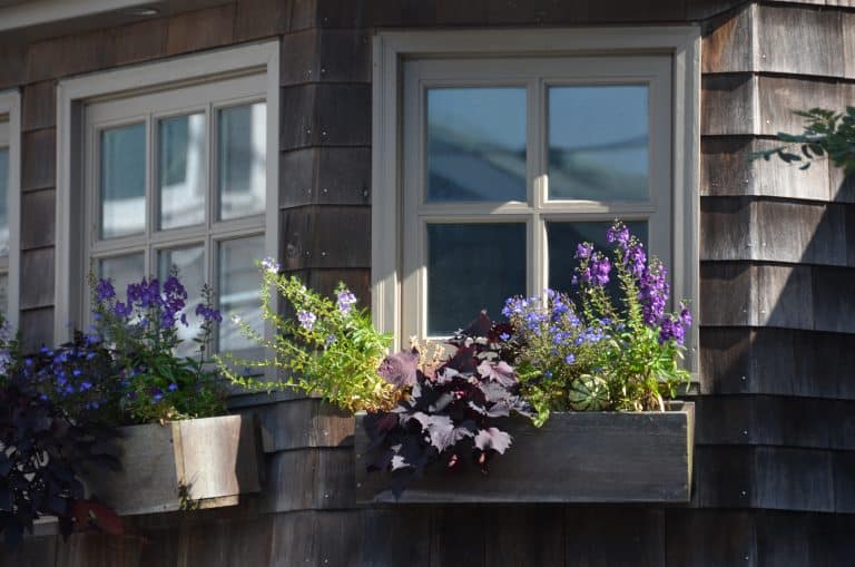 Rockport – purple flowers, Oct.2016 (Rockport)
