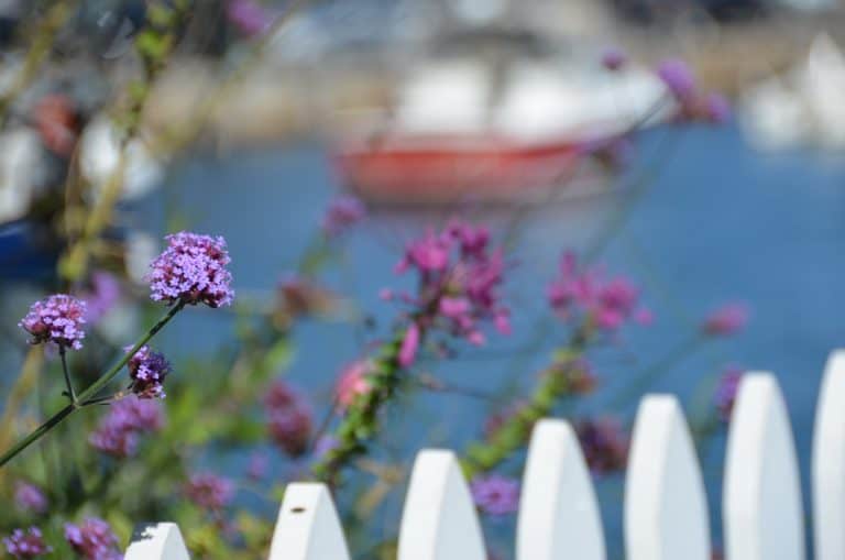 Rockport – fence and flowers, Oct.2016 (Rockport)