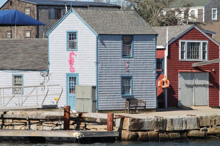 Rockport – pink sea hourse, Oct.2016 (Rockport)