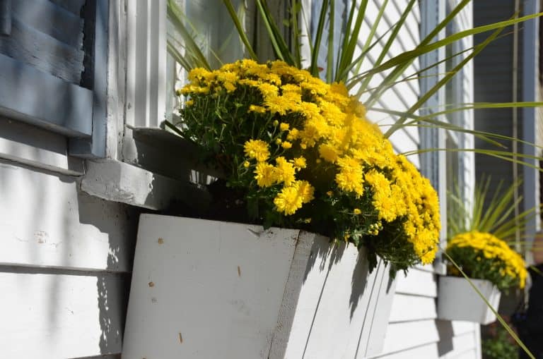 Rockport – yellow flowers, Oct.2016 (Rockport)