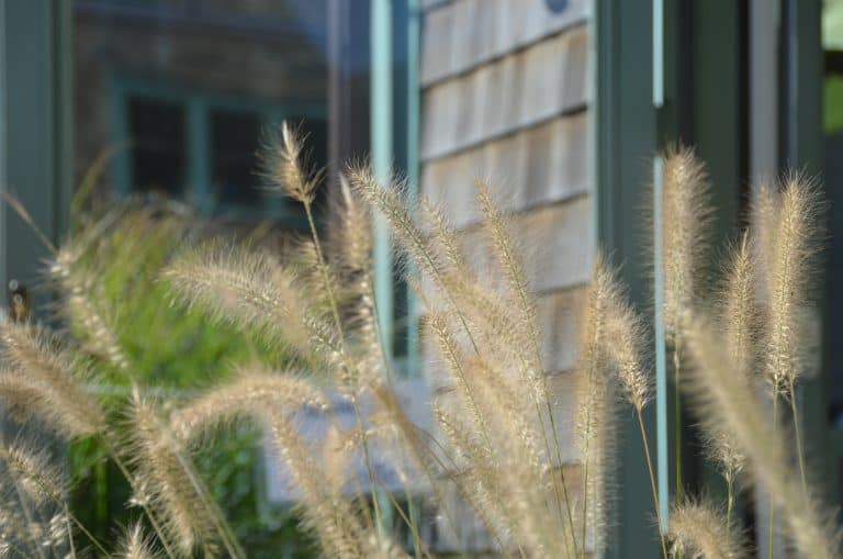 Rockport – Setaria viridis , Oct.2016 (Rockport)