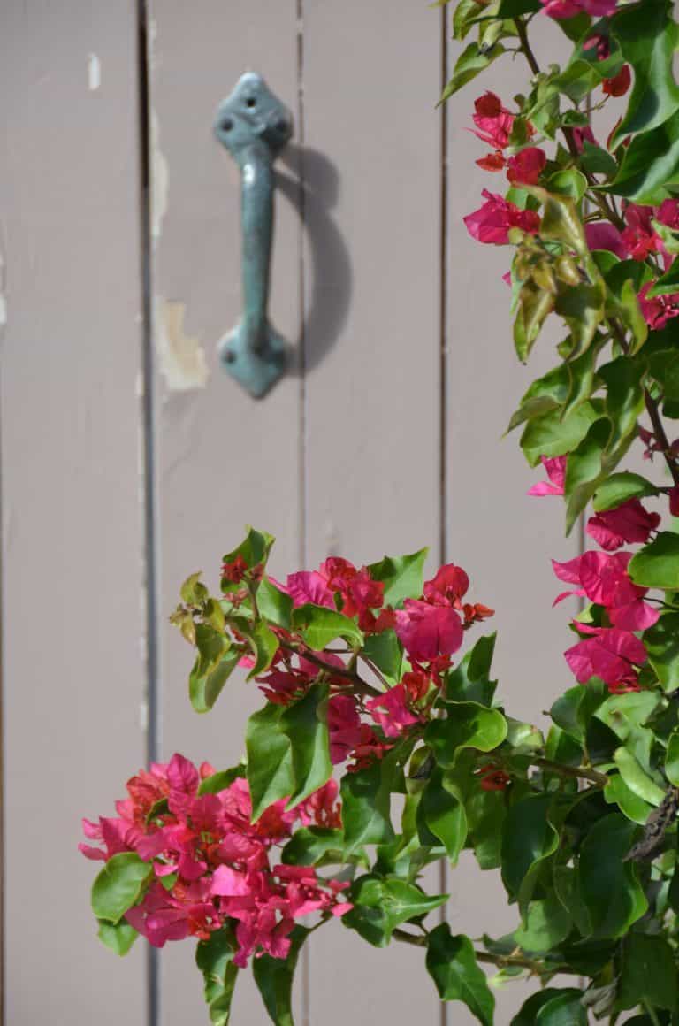 Rockport – knob and flowers, Oct.2016 (Rockport)