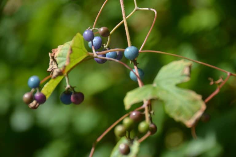 Rockport – berries, Oct.2016 (Rockport)