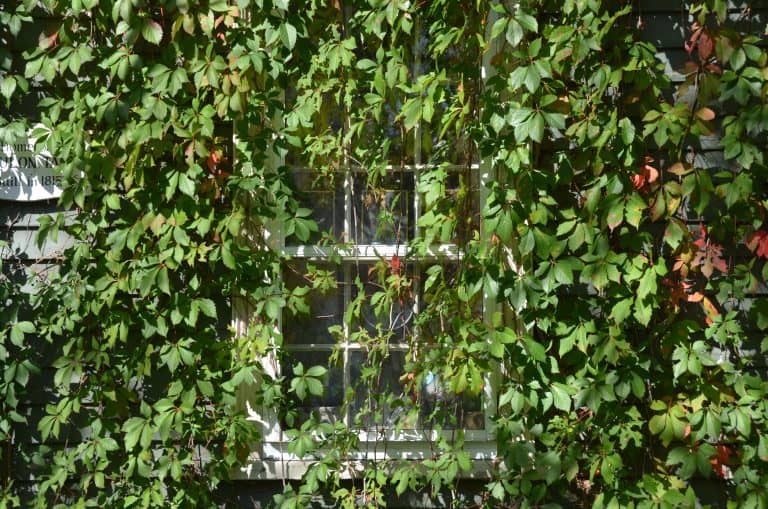 Rockport – ivy, Oct.2016 (Rockport)