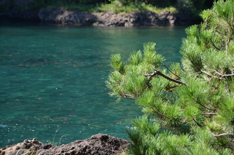 Sado Island, Yajima Kyojima – pine and the sea, Aug.2016 (Sado Island)