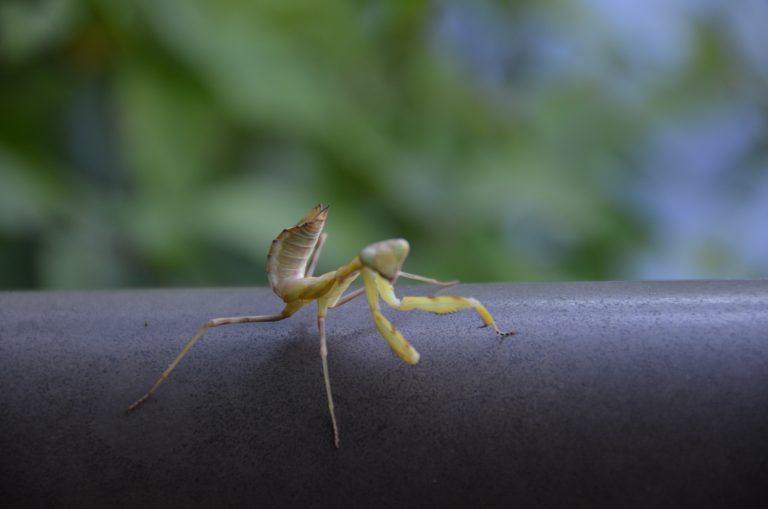 Sado Island, Yajima Kyojima – mantis, Aug.2016 (Sado Island)