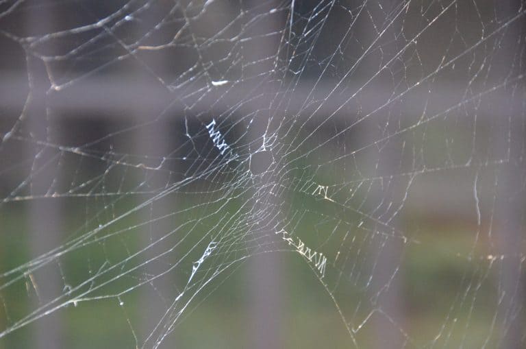 Sado Island, Aikawa Old Town – spiders web, Aug.2016 (Sado Island)