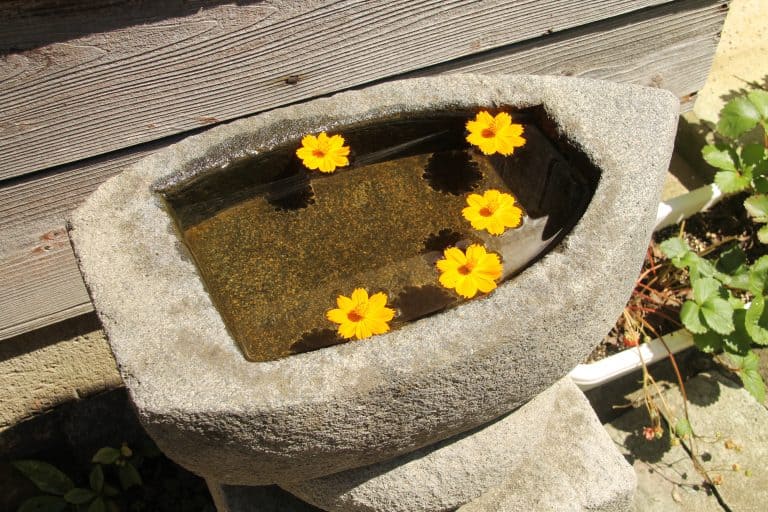 Sado Island, Shukunegi – yellow flowers, Aug.2016 (Sado Island)