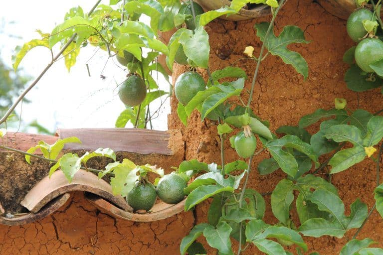 Barichara – fruits, Dec.2016 (Barichara)