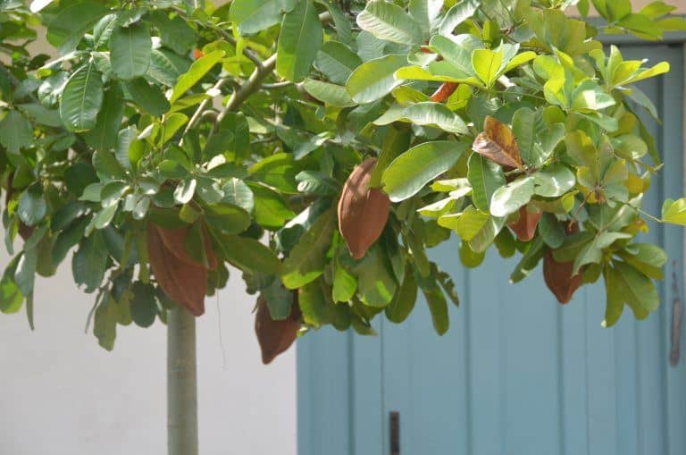 Barichara – tree and door, Dec.2016 (Barichara)