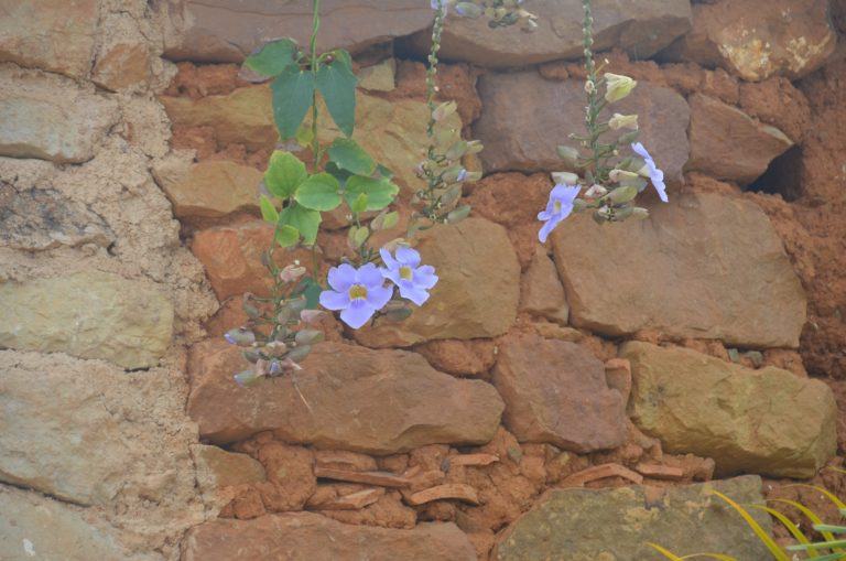 Barichara – flowers and wall, Dec.2016 (Barichara)
