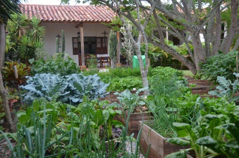 Barichara – vegetable garden in the culture school, Dec.2016 (Barichara)