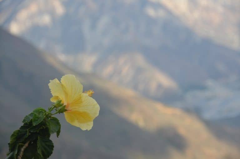 on the way to airport – flower, Dec.2016 (Barichara)
