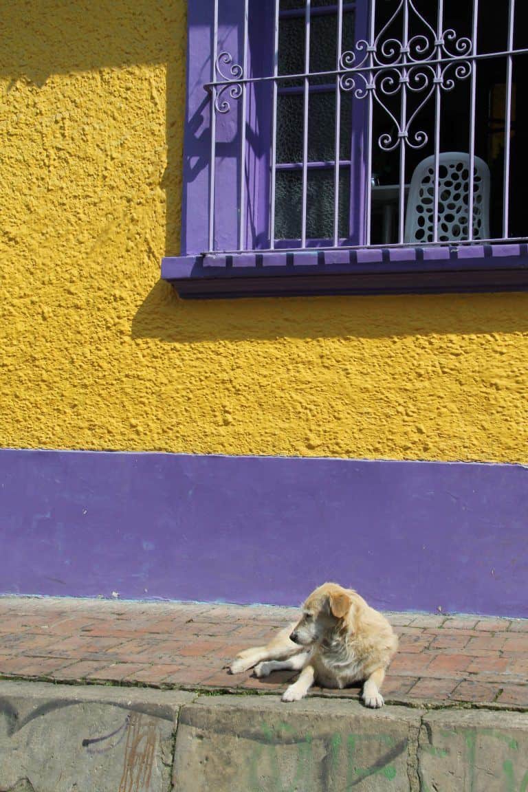 Bogota, La Candelaria – dog, Dec.2016 (Bogota)