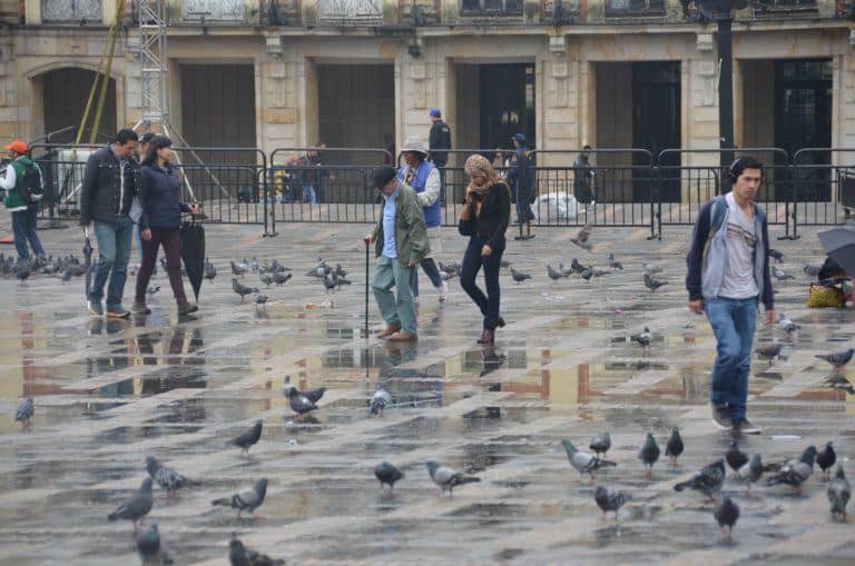 Bogota – pigeons, Dec.2016 (Bogota)