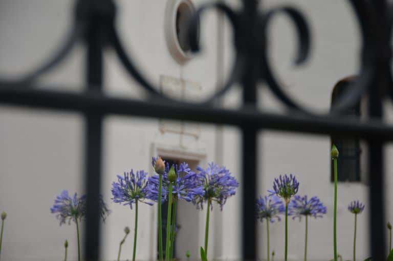 Bogota – flowers, Dec.2016 (Bogota)