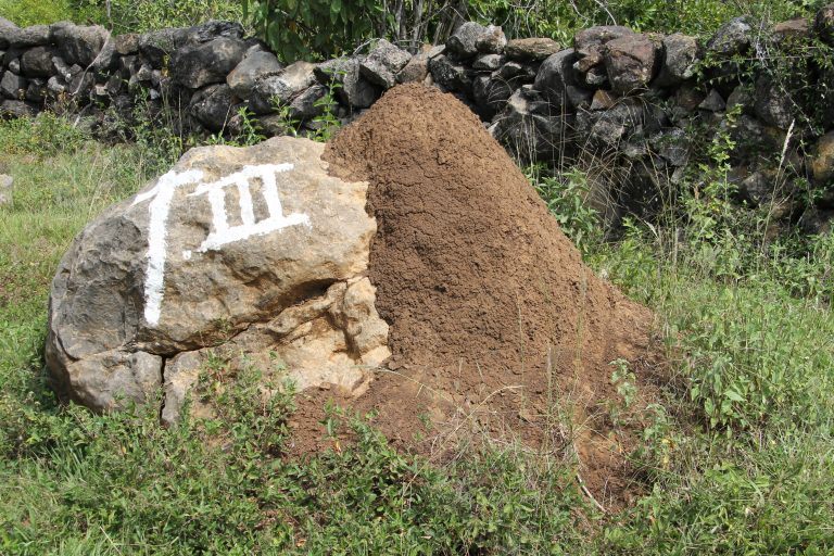 El Camino Real – anthill, Dec.2016 (Barichara)