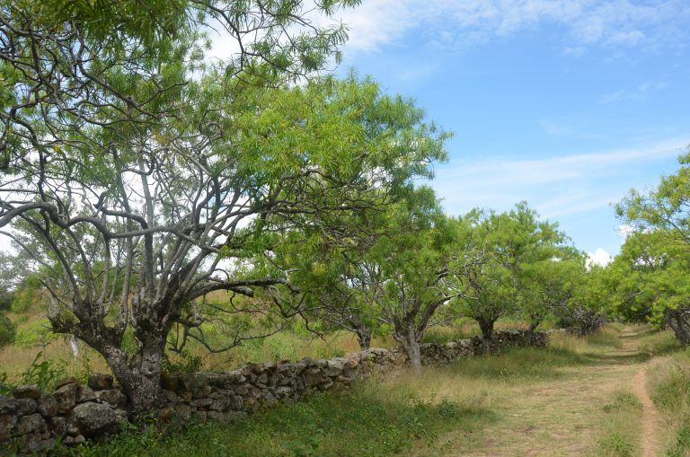 El Camino Real (12) (Barichara)