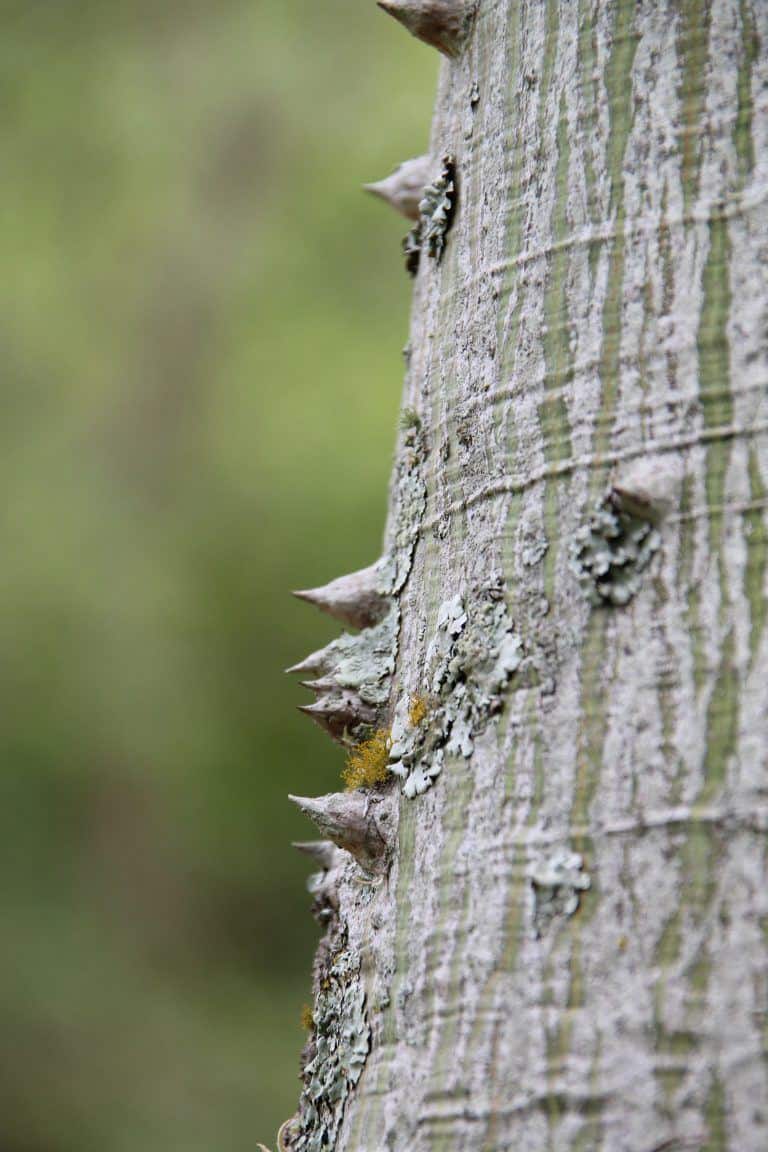 El Camino Real – tree with thorns, Dec.2016 (Barichara)
