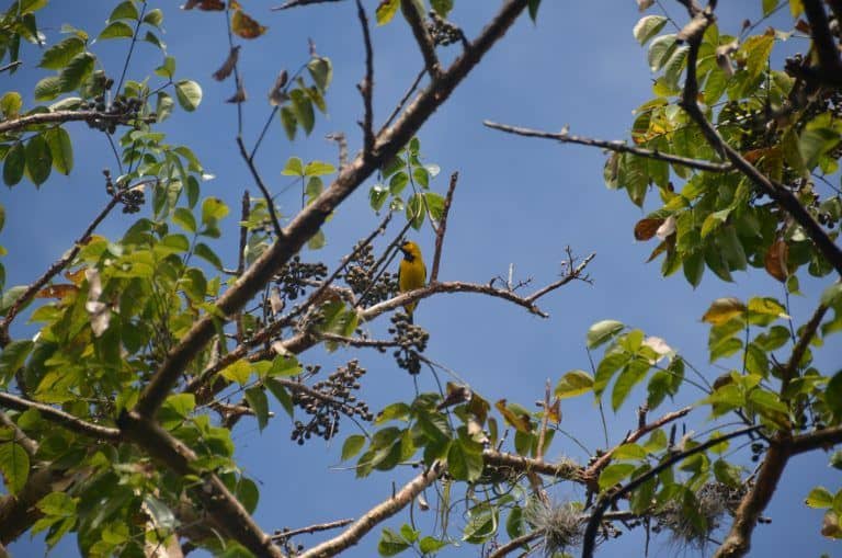 El Camino Real – yellow bird, Dec.2016 (Barichara)