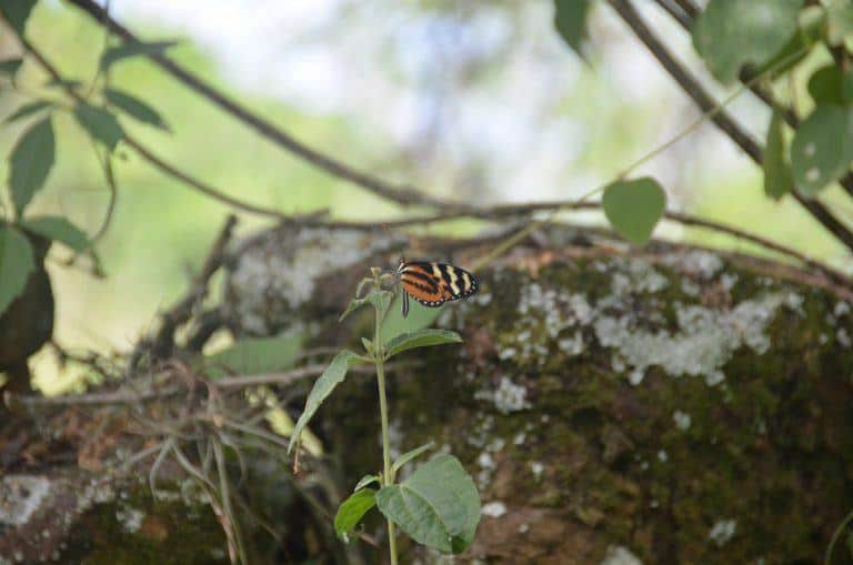 El Camino Real – a butterfly, Dec.2016 (Barichara)
