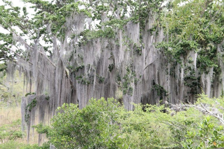 El Camino Real – Old Man’s Beard, Dec.2016 (Barichara)