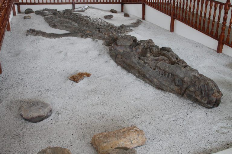Fossil Museum – marine reptile, Dec.2016 (Villa de Leyva)